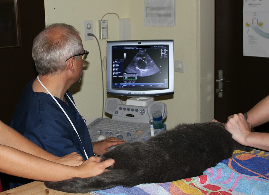 Herzultraschalluntersuchung bei einer Katze