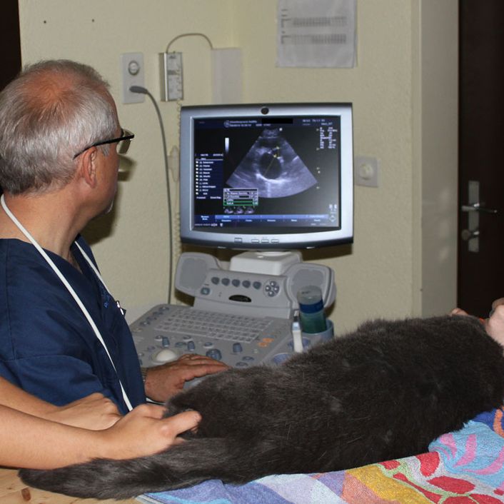 Herzultraschalluntersuchung bei einer Katze
